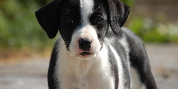 1280x720 Animal Wallpapers, Pets, Claws, Hairy Pets, Best Friends, Cute