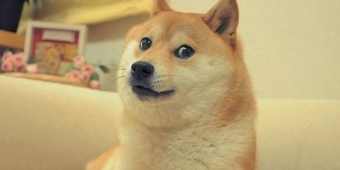 2560x1600 76 Doge Meme Wallpapers on WallpaperPlay | Wallpaper in 2019