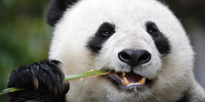 3500x2625 Panda (p.236-BA) - Wallpapers and Pictures download free at