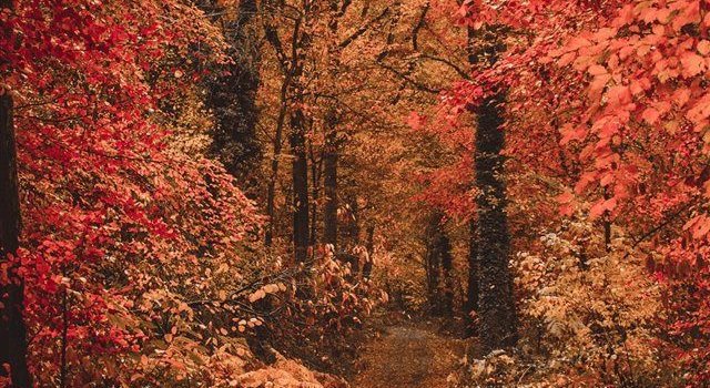 640x1385 wallpaper iPhone X wallpaper #tree #nature #fall #wallpaper #warm