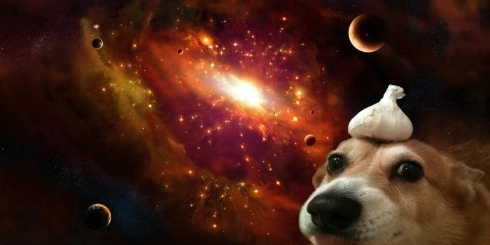 1920x1080 Doge Wallpaper (49+) - HD Nice Wallpapers