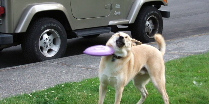 1920x1080 frisbee doge Meme Generator - Imgflip