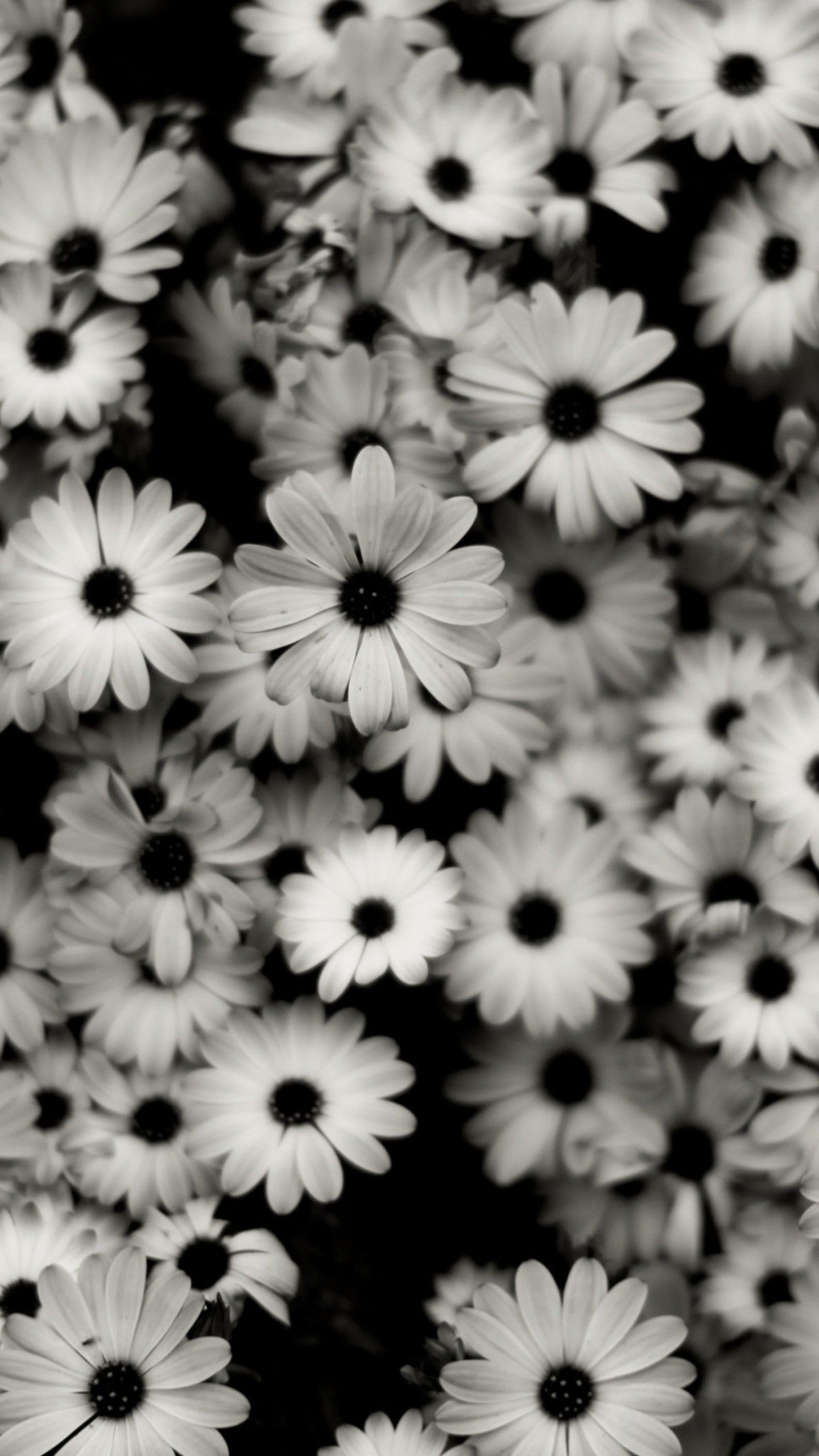 1440x2560 1440x2560 Preview wallpaper black white, flowers, grey, daisies
