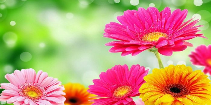 2560x1600 Gerber Daisy Wallpaper ·① WallpaperTag