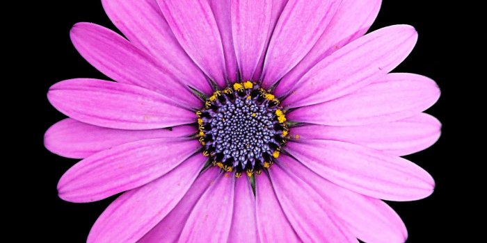 2248x2248 Wallpaper Margarita, Daisy, Flower, Purple, Portrait - Purple