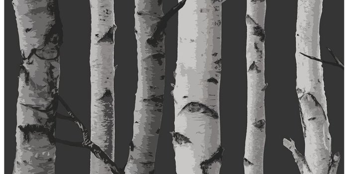 1000x1000 56.4 sq. ft. Distinctive Black Birch Tree Wallpaper