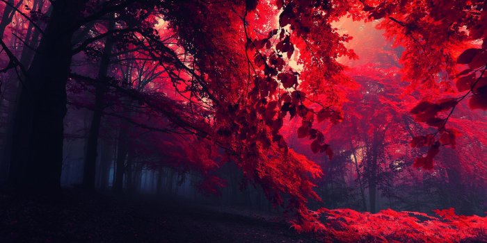 1920x1080 HD Red Fall Leaves Wallpaper in Nature. Download this Red Fall