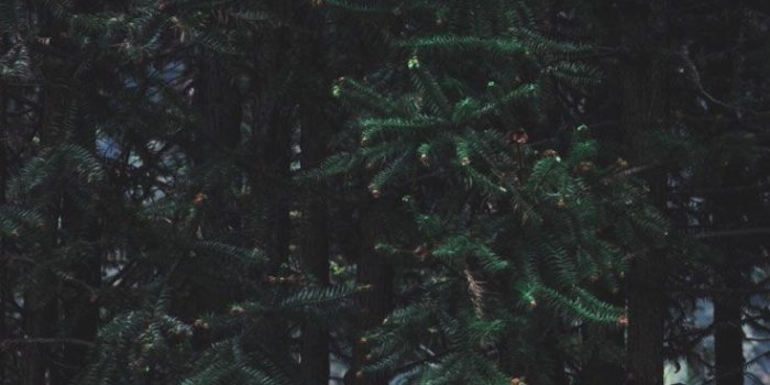 736x1308 16 Adventurous Forest & Mountain iPhone 7 Wallpapers | Preppy Wallpapers