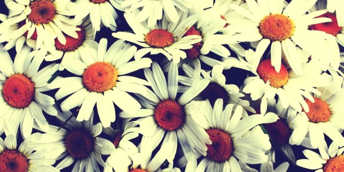 1528x945 Pretty Desktop Background Pictures | Joss Wallpapers