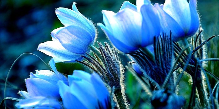 2147x1413 4K Ultra HD | Pretty Flowers Pictures Desktop Wallpapers