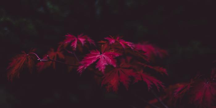 3840x2160 68+ Red 4K Wallpapers on WallpaperPlay