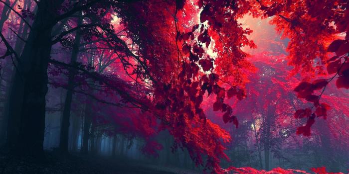 2560x1440 30+ Red and Purple Wallpapers - Download at WallpaperBro