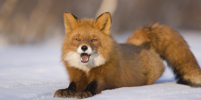 1920x1080 Red Fox wallpapers HD for desktop backgrounds