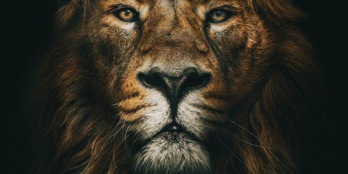1242x2208 Wallpapers Lion Pictures (81+ images)