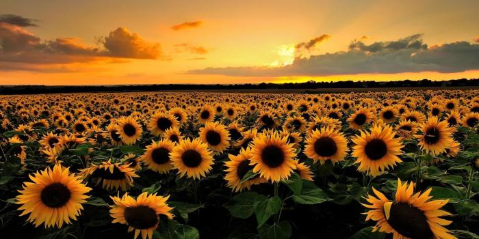 1920x1080 desktop backgrounds sunflowers Download - Lovely Sunflowers