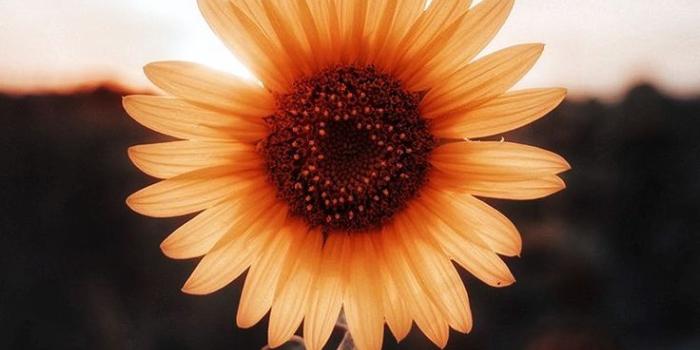 736x1202 iPhone Wallpaper - Flores # | Flowers in 2019 | Sunflower wallpaper