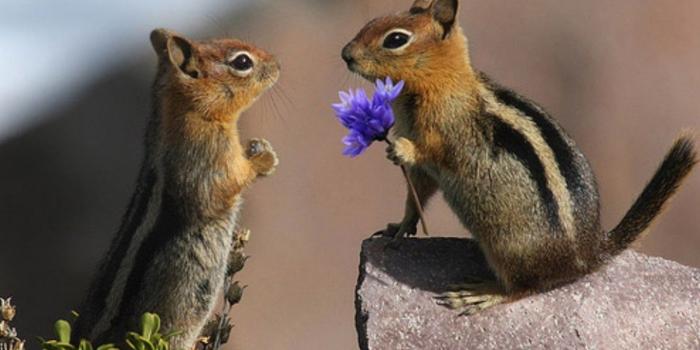 1920x1080 60+ Funny Animal Valentine Wallpapers - Download at WallpaperBro