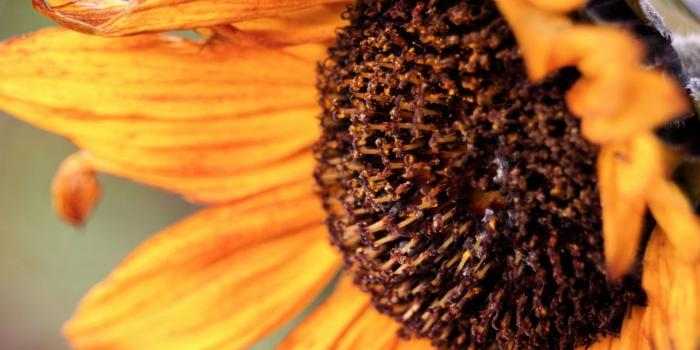 1600x1200 40+ Autumn Sunflower Wallpapers - Download at WallpaperBro