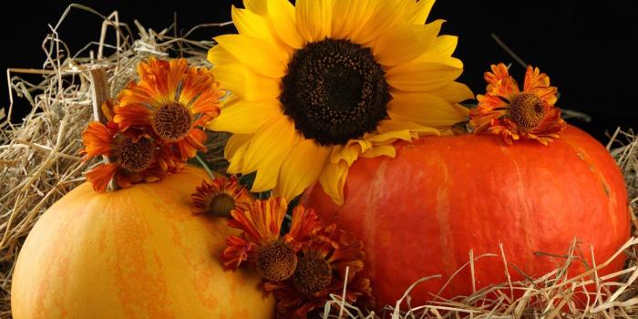 1920x1200 Pumpkin and Fall Flower Wallpaper (45+ images)
