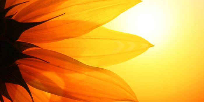 1920x1080 Sunflower Wallpapers | Best Wallpapers