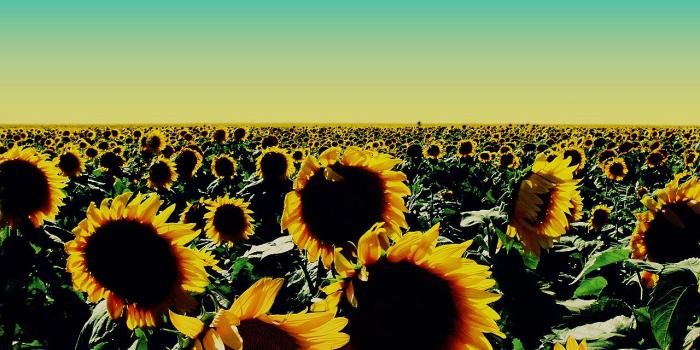 1280x960 Sunflower Wallpaper #6871993