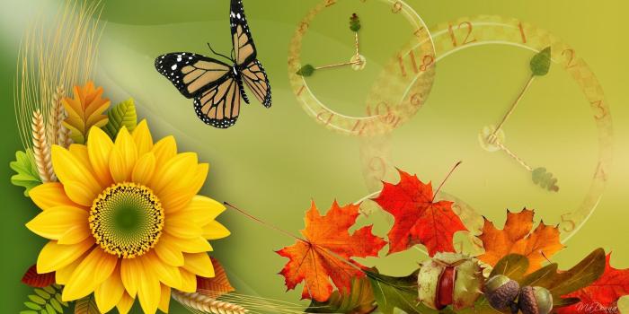 1920x1080 Sunflower For Fall HD desktop wallpaper : Widescreen : High