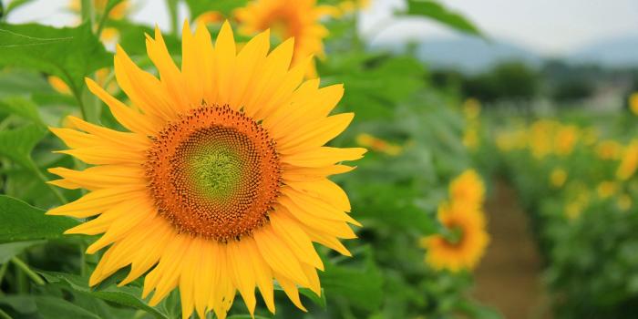 2560x1440 Sunflowers - Barbaras HD Wallpapers