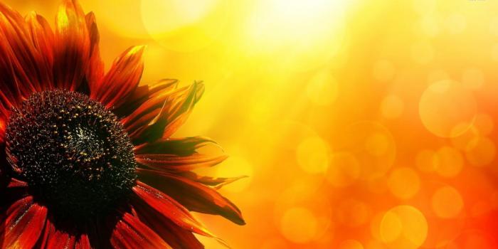 1338x753 45+] Sunflower Wallpaper Free on WallpaperSafari