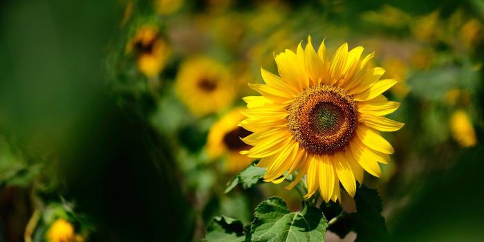 1920x1200 428287 sunflower wallpaper hd pack | Other | Tokkoro.com Amazing HD