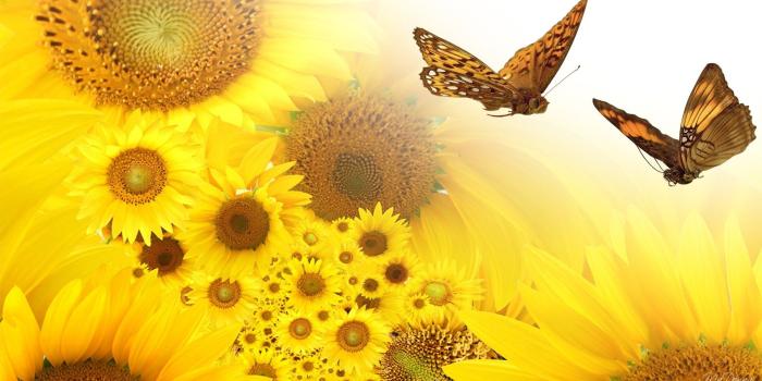 1920x1080 Flower Summer Flowers Surprises Butterfly Yellow Sunflower Abstract