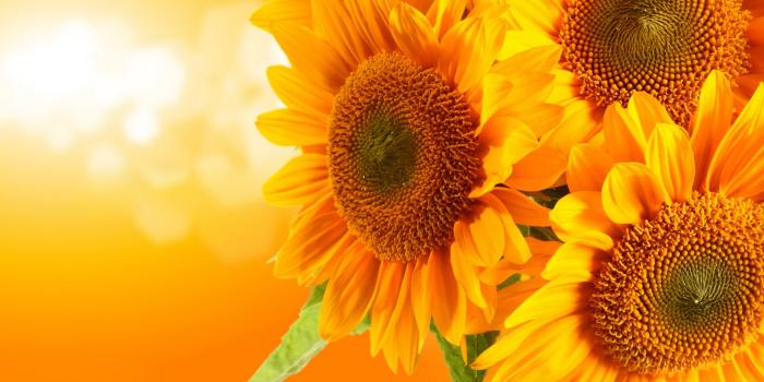 2880x1800 Sunflowers - Flowers Wallpaper (33340979) - Fanpop