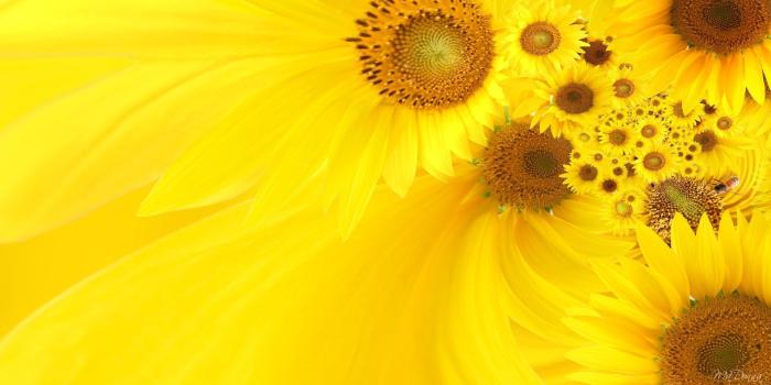 1920x1080 Sunflower Wallpaper In Hd Shocking Sunset Desktop Background Pict Of