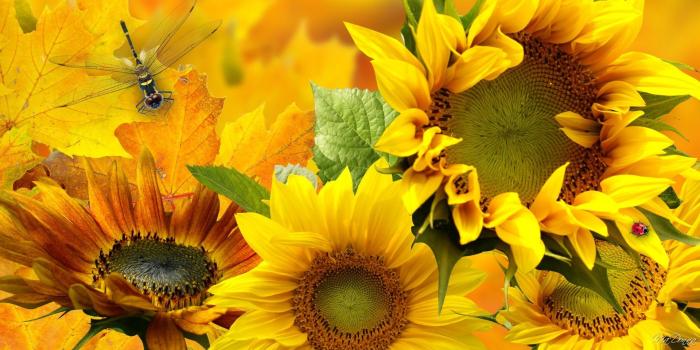 1920x1080 Sunflowers and Dragonfly HD Wallpaper | Background Image | 1920x1080