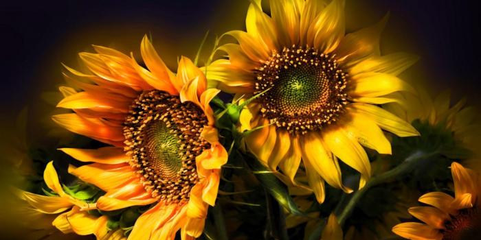 1920x1200 Sunflower Desktop Wallpapers Free