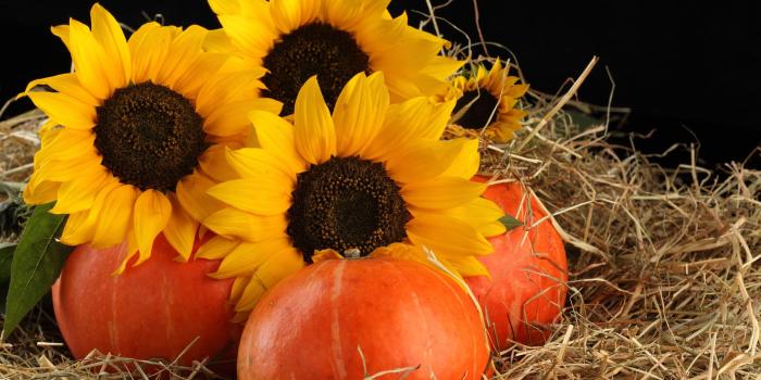 1920x1200 Sunflower close-up 11615 - Sunflower rape - Flowers