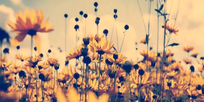 1512x997 Vintage Sunflowers Wallpaper | Mac Wallpapers