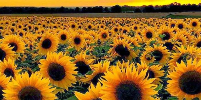 960x1706 8 Things To Avoid In Sunflower Wallpaper | sunflower wallpaper