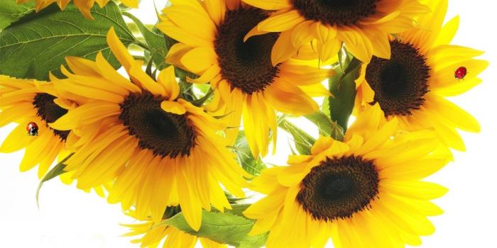 1366x768 Flowers: Harvest Sunflower Yellow Ladybug Sunflowers Summer Fall