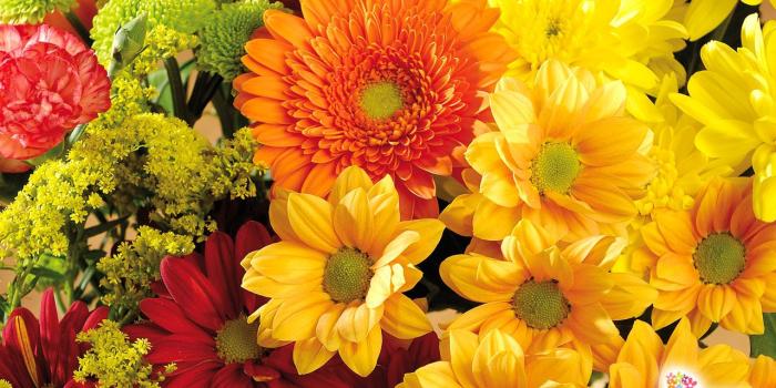 1280x800 Fall Flowers Desktop Wallpaper - Flowers Healthy