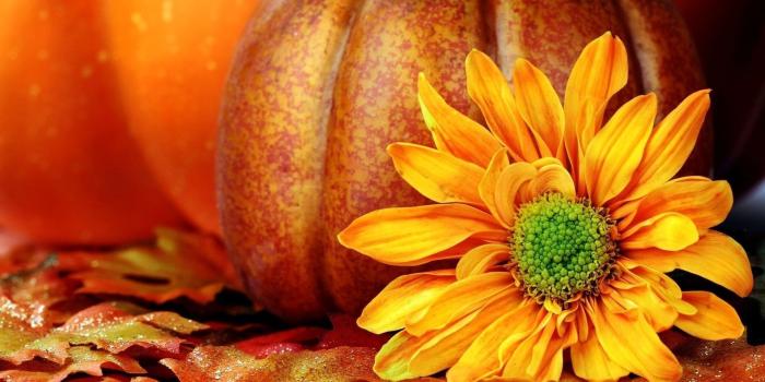 1920x1080 Pumpkins Sunflower Wallpapers Download Desktop Desktop Background
