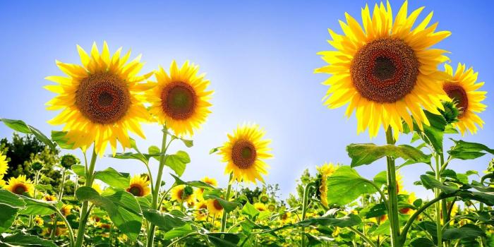 1600x1000 Best 29+ Sunflower HD Desktop Wallpaper on HipWallpaper | Beautiful