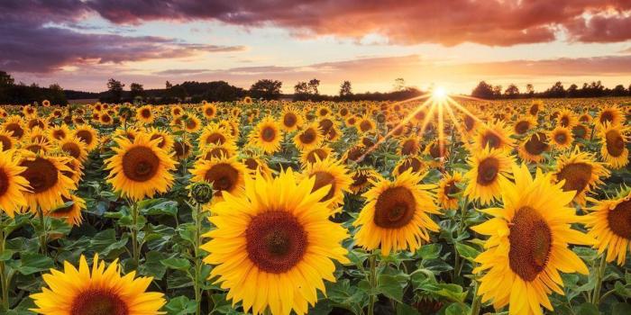 1200x900 Sunflower Backgrounds