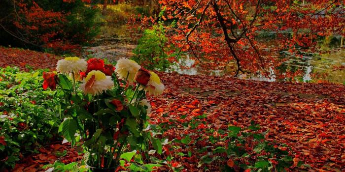 1920x1200 Fall Sunflower Wallpaper Wallpapers Images Picpile: Autumn Beautiful
