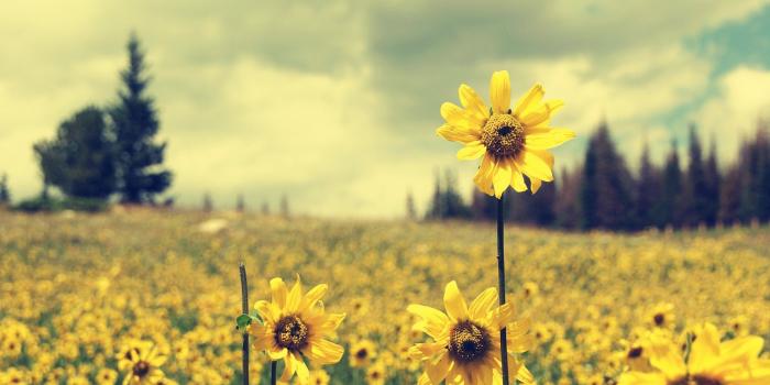 1680x1050 Sunflower desktop wallpaper free Gallery