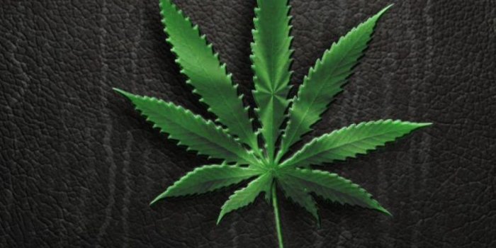 800x1422 Hd weeds wallpaper - Best wallpapers