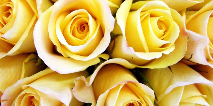 3000x2000 Yellow Rose Wallpaper For Laptop