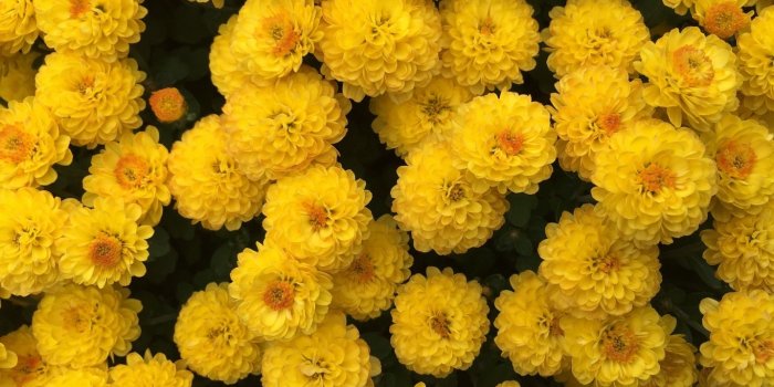 1366x768 Download wallpaper 1366x768 chrysanthemum, flowers, yellow tablet
