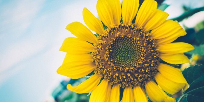 1366x768 Download 1366x768 Sunflower, Close-up, Yellow Wallpapers for Laptop