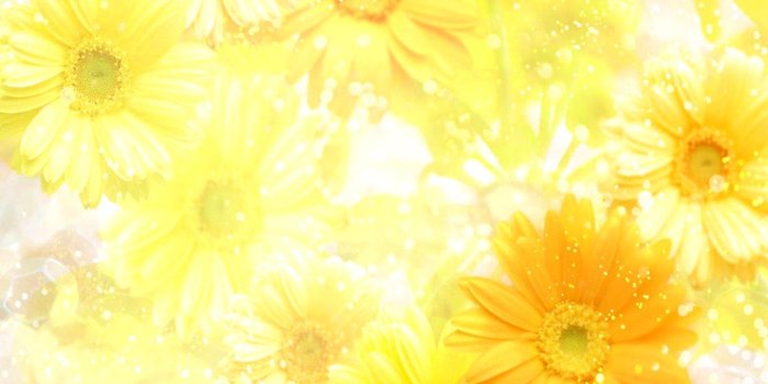 1562x997 Yellow Spring Flowers Background | Laptop Wallpapers