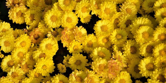 1366x768 Download 1366x768 wallpaper yellow flowers, arrangement, tablet